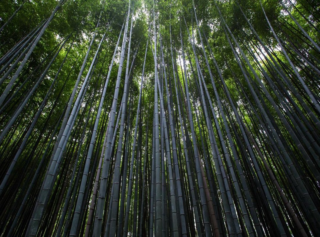 SYY: The Variance of Y